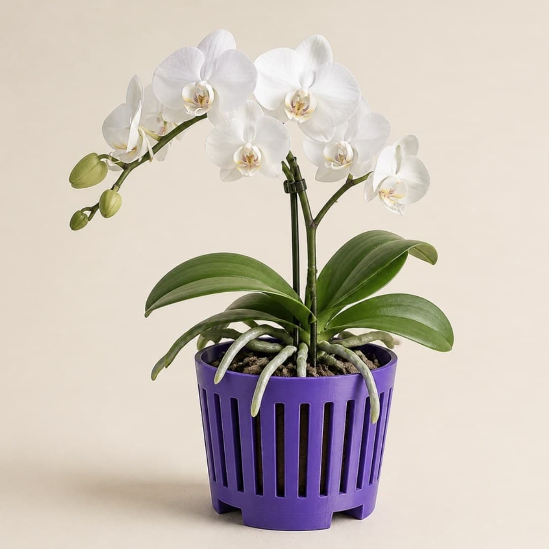 Maceta para Orquídea